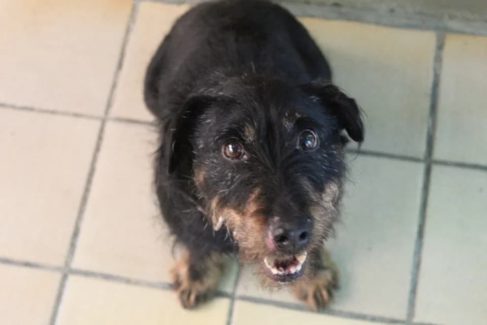 panpan, male 7yo mixed breed for adoption at Chameyrat), Tulle