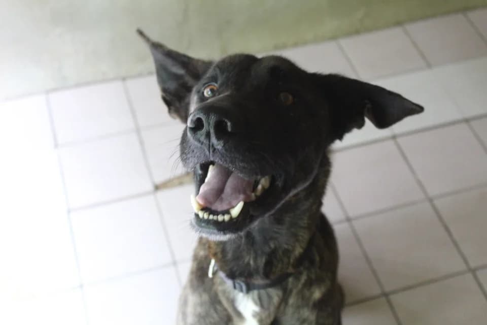 vega, female 3yo mixed breed for adoption at Chameyrat), Tulle