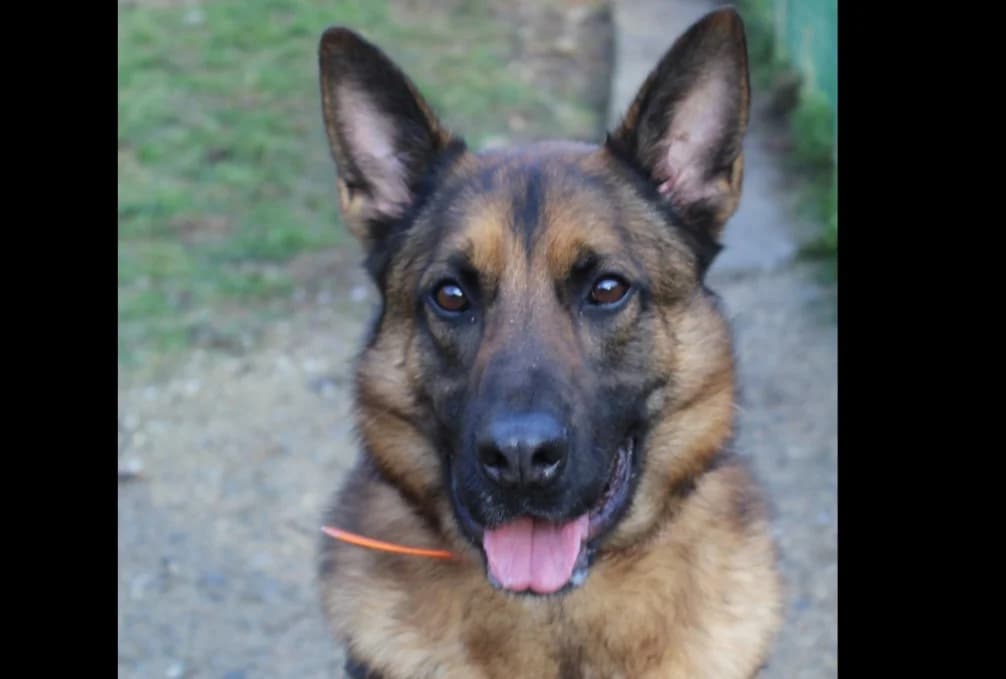 isko, male 3yo mixed breed for adoption at Chameyrat), Tulle