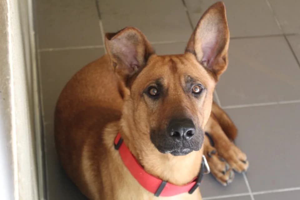 boby, male mixed breed for adoption at Chameyrat), Tulle