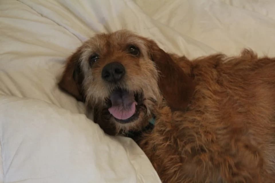 samba, female Basset Hound for adoption at Chameyrat), Tulle