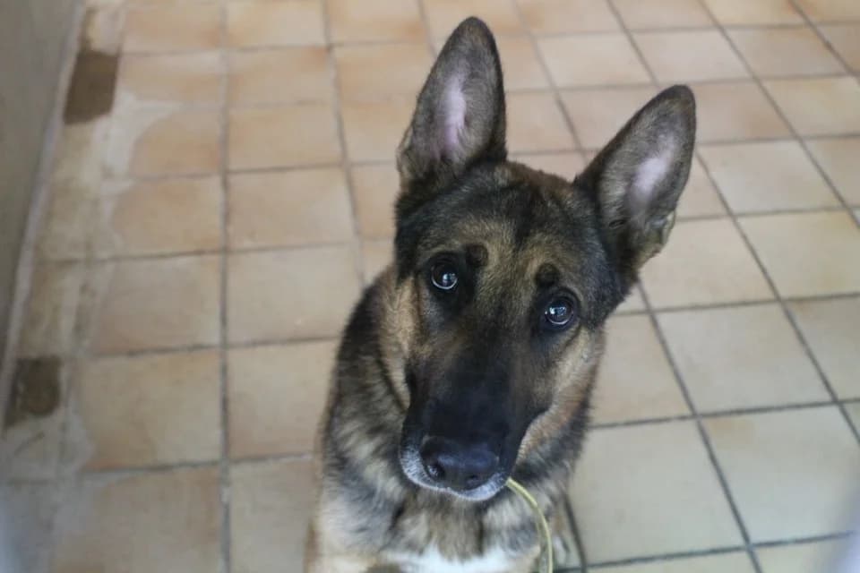 tiger, male 4yo mixed breed for adoption at Chameyrat), Tulle