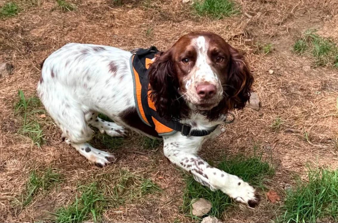 berny, male Cocker Spaniel for adoption at Chameyrat), Tulle