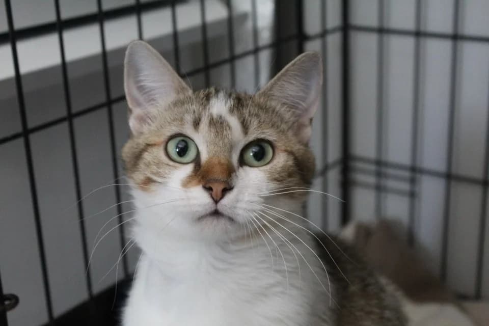 blablacat, female young Mixed Breed for adoption at Chameyrat), Tulle
