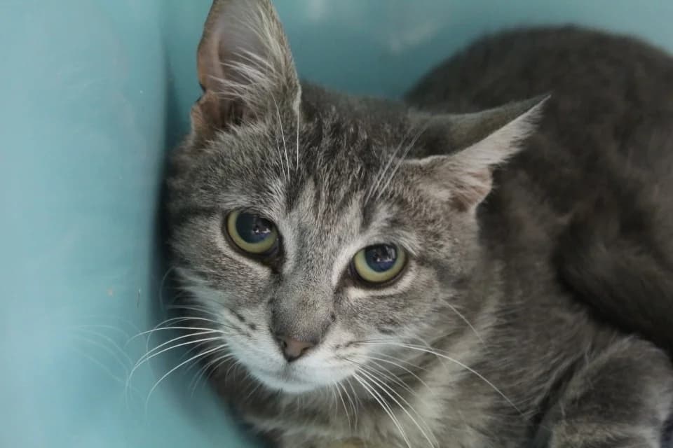 bruni, female Mixed Breed for adoption at Chameyrat), Tulle