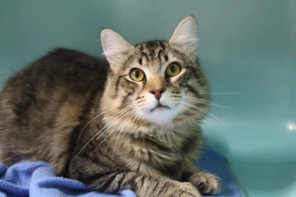 gargamel, male Mixed Breed for adoption at Chameyrat), Tulle