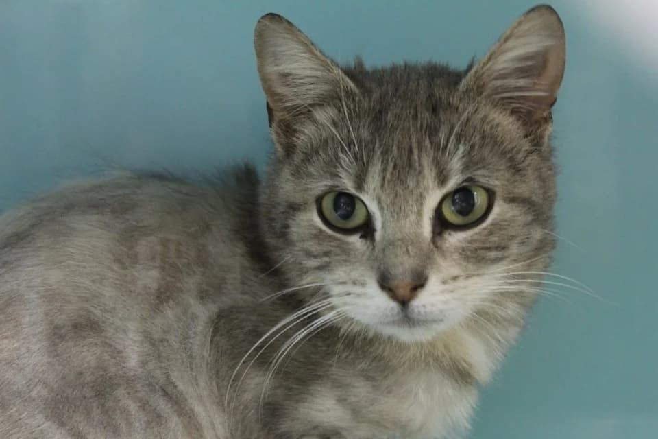 bruce, female Mixed Breed for adoption at Chameyrat), Tulle
