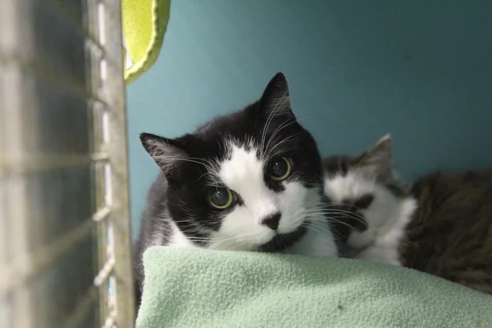 lizac, male Mixed Breed for adoption at Chameyrat), Tulle