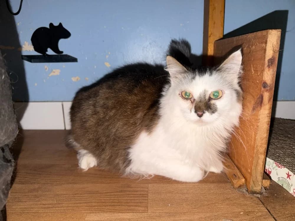 louzac, male Mixed Breed for adoption at Chameyrat), Tulle
