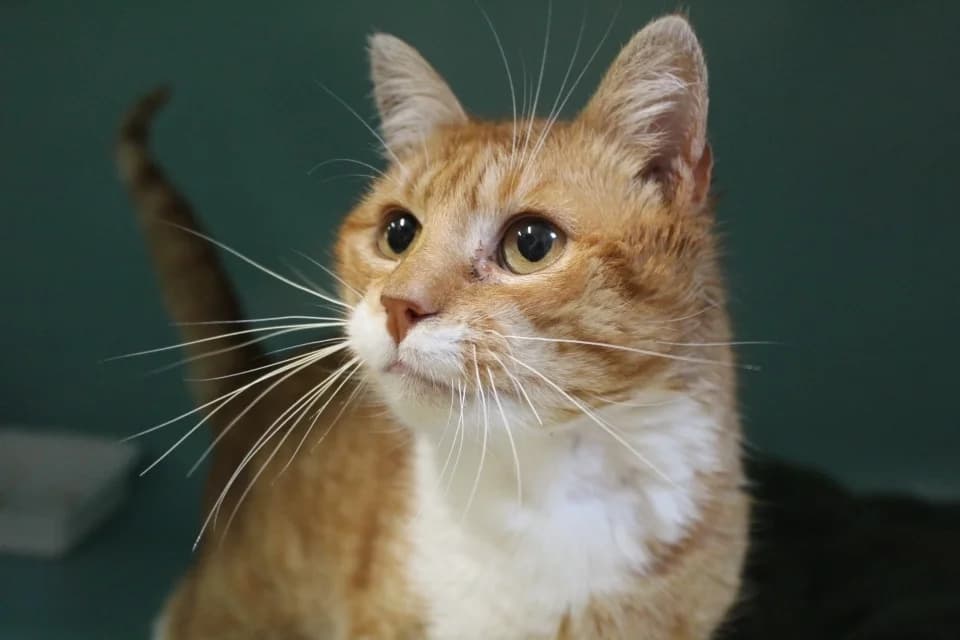 brooklyn, male Mixed Breed for adoption at Chameyrat), Tulle