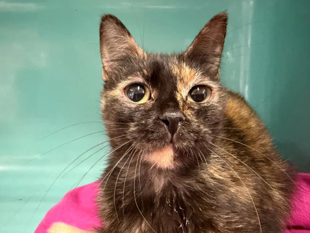 echo, female mixed breed for adoption at Chameyrat), Tulle