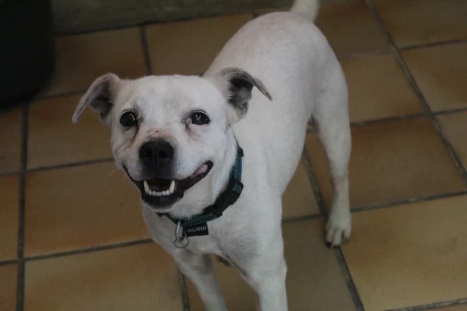 snoopy, male Jack Russell Terrier for adoption at Chameyrat), Tulle