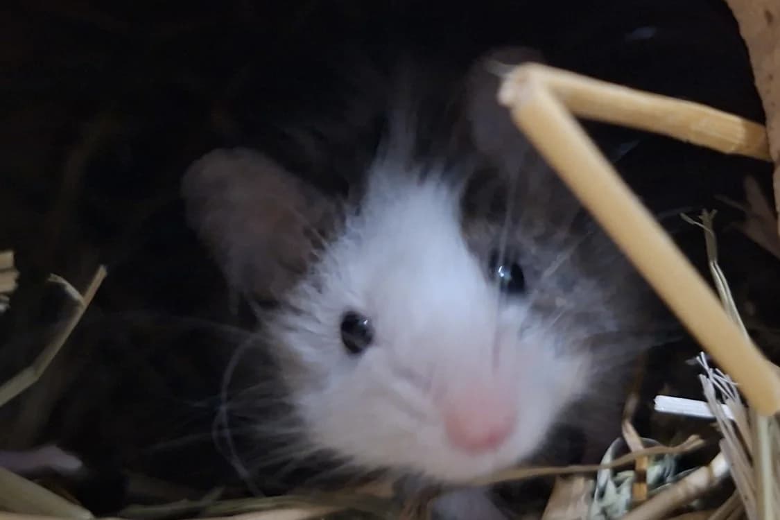 barnabé, male Mixed Breed for adoption at Chameyrat), Tulle