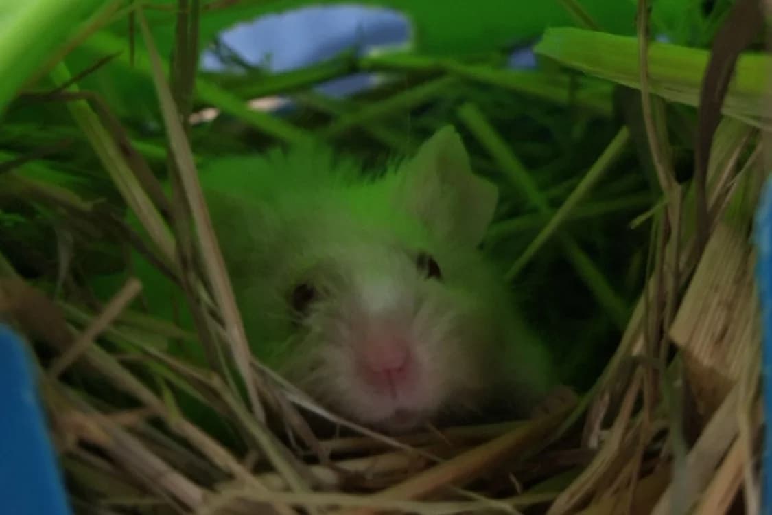 baboom, male Mixed Breed for adoption at Chameyrat), Tulle