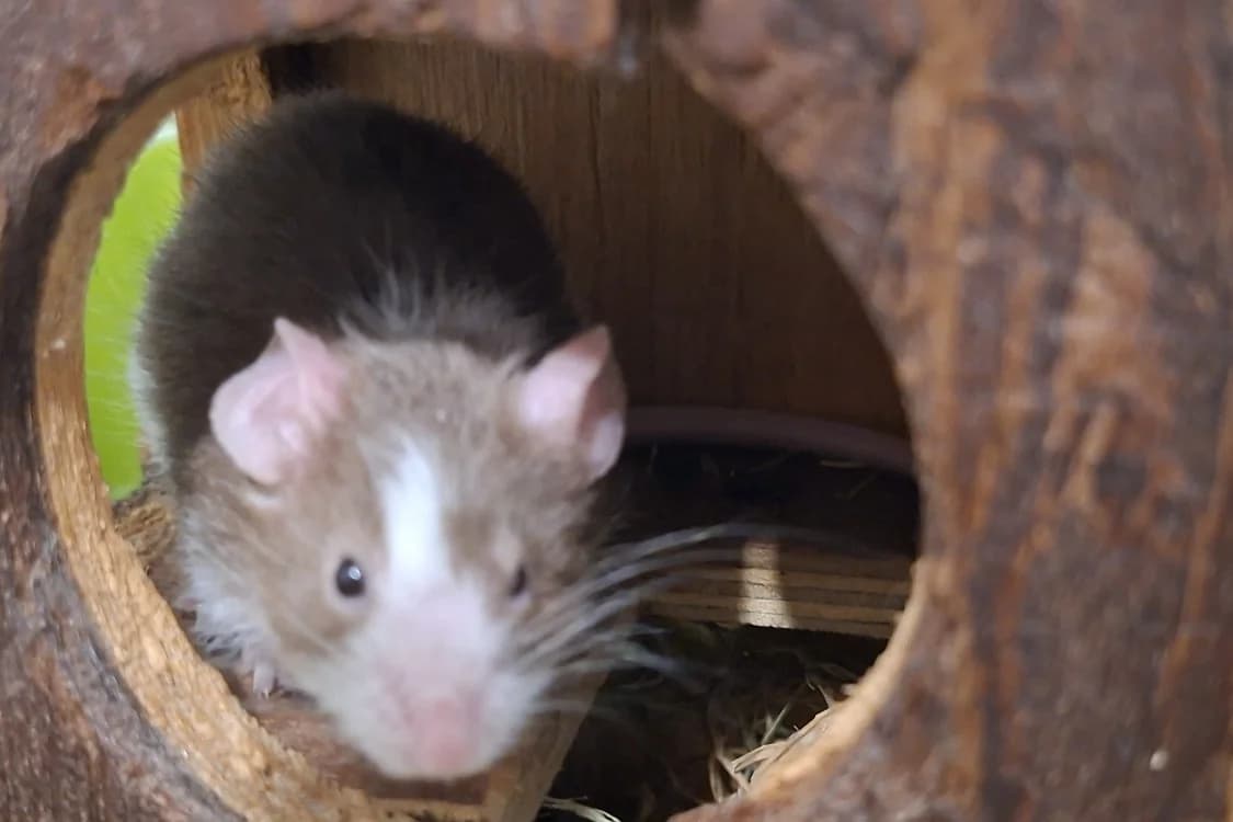bazar, male Mixed Breed for adoption at Chameyrat), Tulle