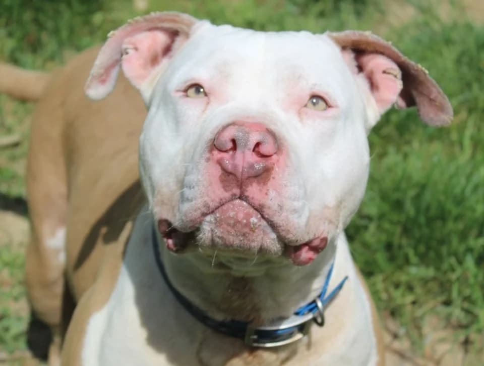 raïka, female 3yo American Bully for adoption at Chameyrat), Tulle