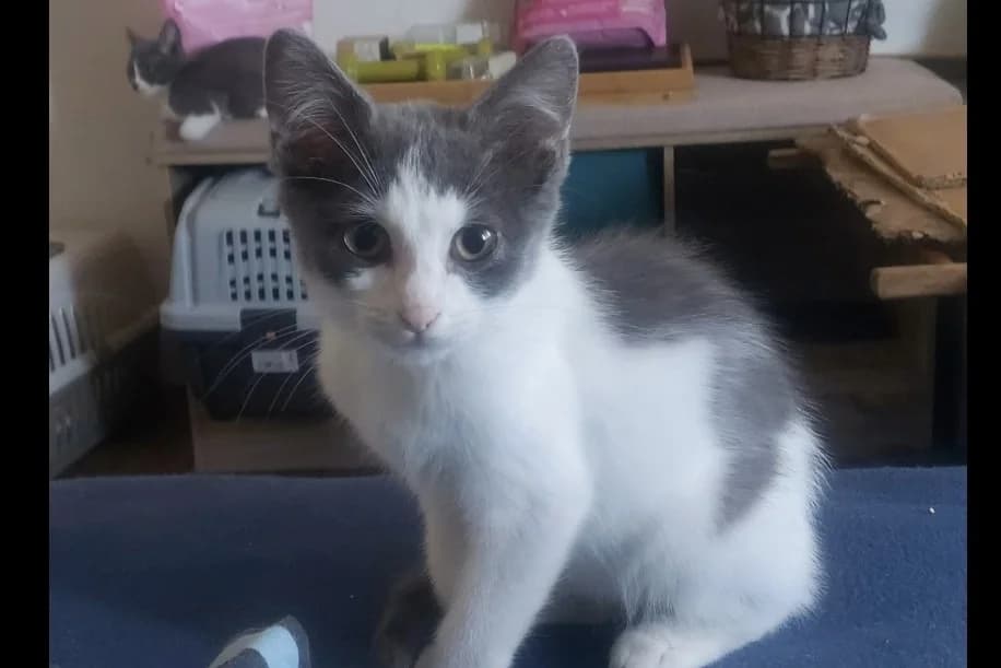 Buddy (FA), male Mixed Breed for adoption at Chameyrat), Tulle