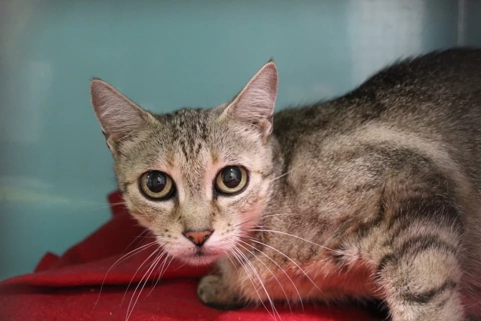 boulette dit badette, female senior Mixed Breed for adoption at Chameyrat), Tulle