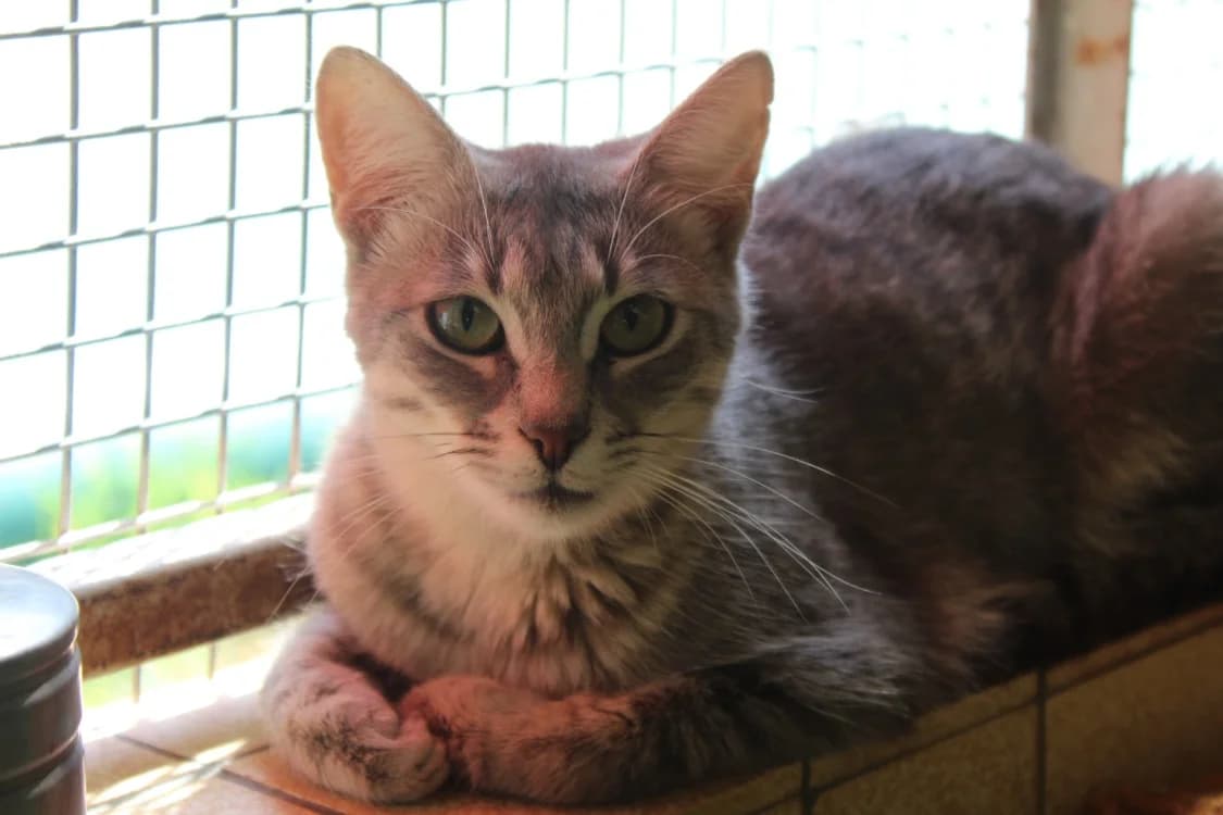 bertille, female young Mixed Breed for adoption at Chameyrat), Tulle
