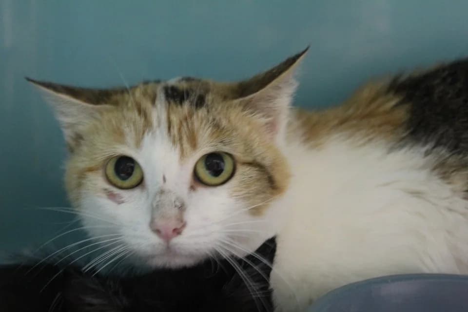 bayaé, female 4yo Mixed Breed for adoption at Chameyrat), Tulle