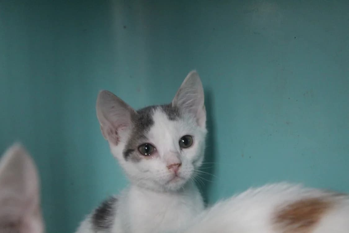 BLABLOU, female Mixed Breed for adoption at Chameyrat), Tulle