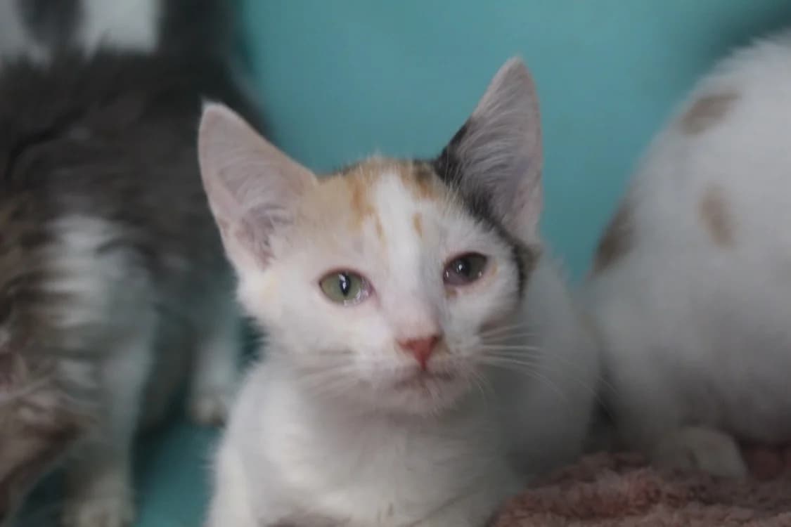 BULLE, female Mixed Breed for adoption at Chameyrat), Tulle