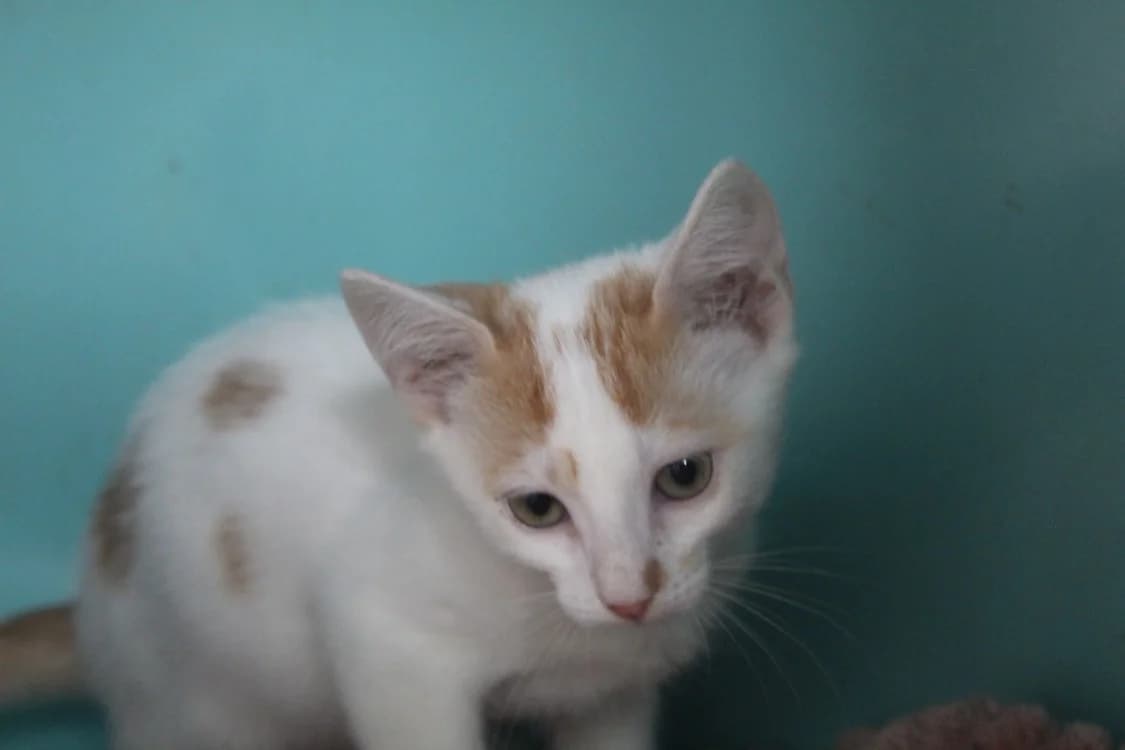 BLOOP, male puppy Mixed Breed for adoption at Chameyrat), Tulle