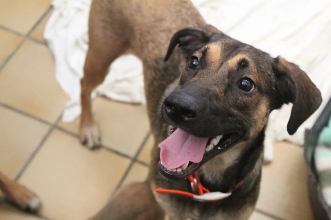 penelope, female Mixed Breed for adoption at Chameyrat), Tulle