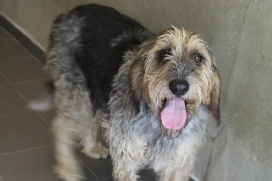 tempete, female 4yo Mixed Breed for adoption at Chameyrat), Tulle