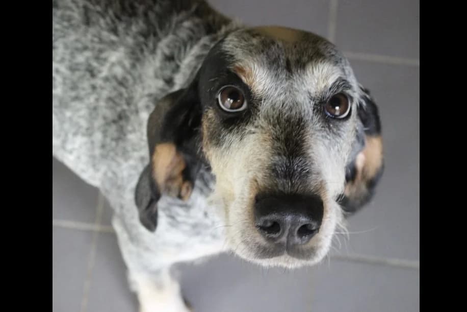 talia, female 4yo mixed breed for adoption at Chameyrat), Tulle
