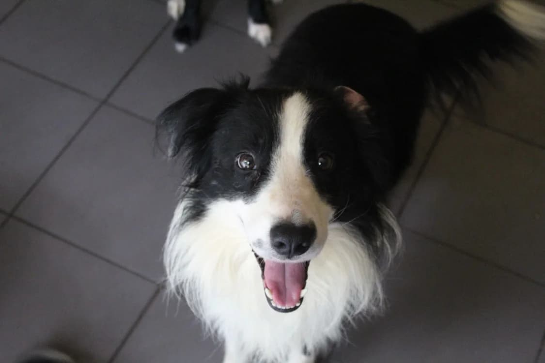 booky, male Border Collie for adoption at Chameyrat), Tulle