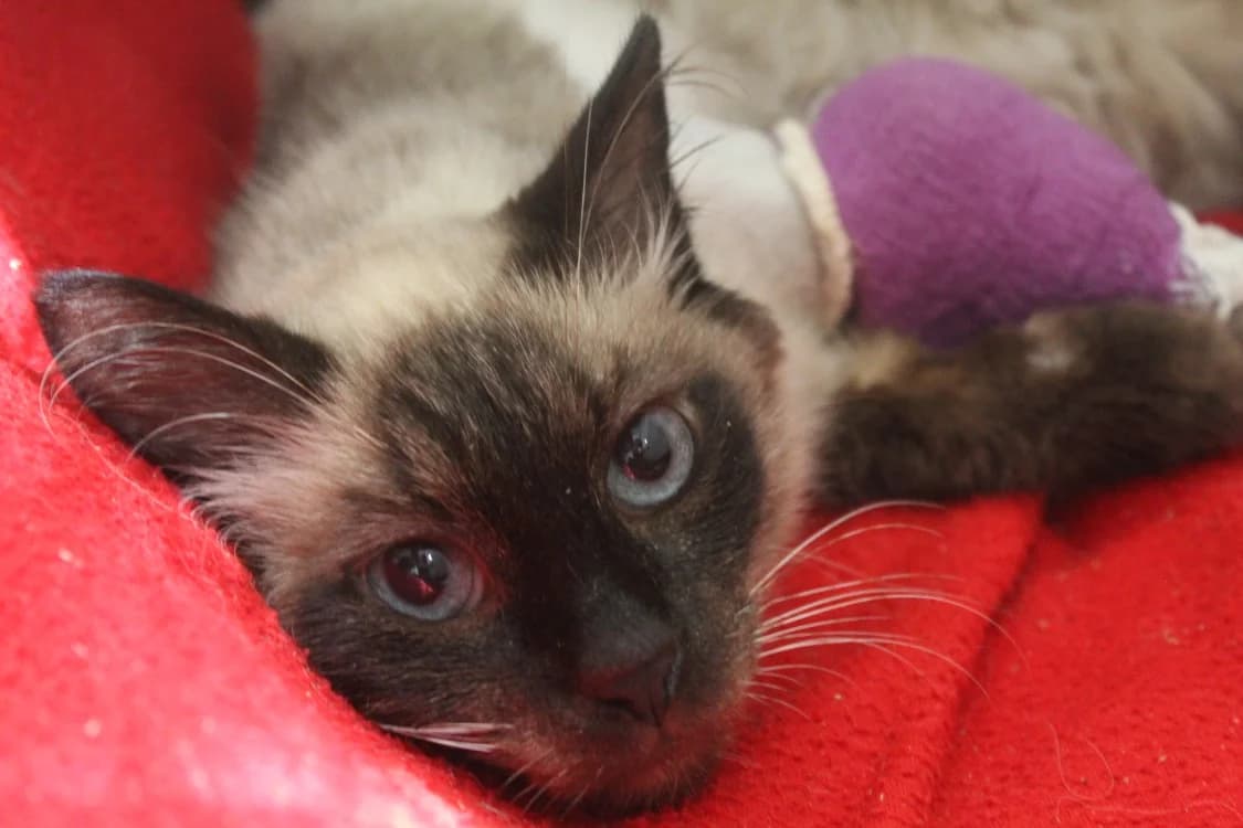 boxy, female Mixed Breed for adoption at Chameyrat), Tulle