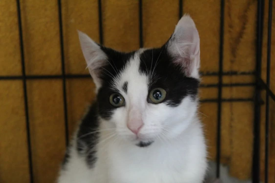 baptiste, male Mixed Breed for adoption at Chameyrat), Tulle