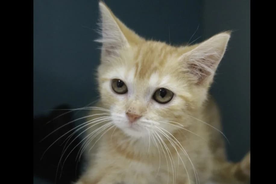 bizette, female Mixed Breed for adoption at Chameyrat), Tulle