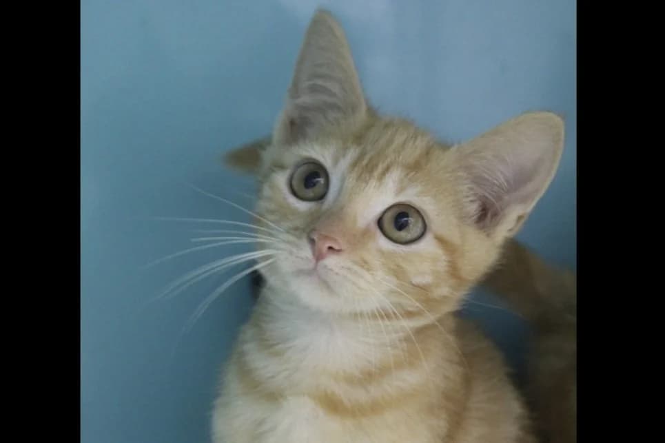 ben, male Mixed Breed for adoption at Chameyrat), Tulle