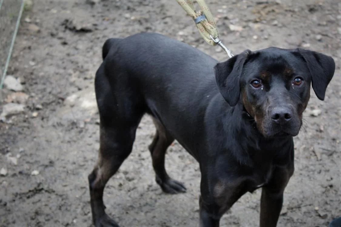 Renette, female 5yo Labrador Retriever for adoption at Chameyrat), Tulle