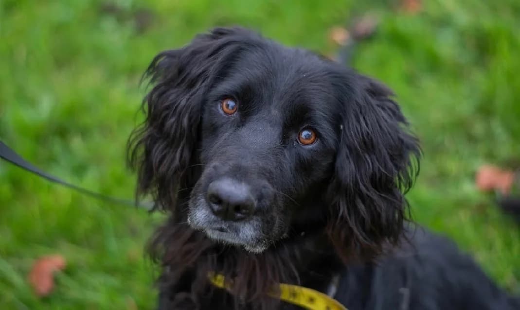 Rodéo, male 6yo Labrador Retriever for adoption at SPA Vannes, Vannes
