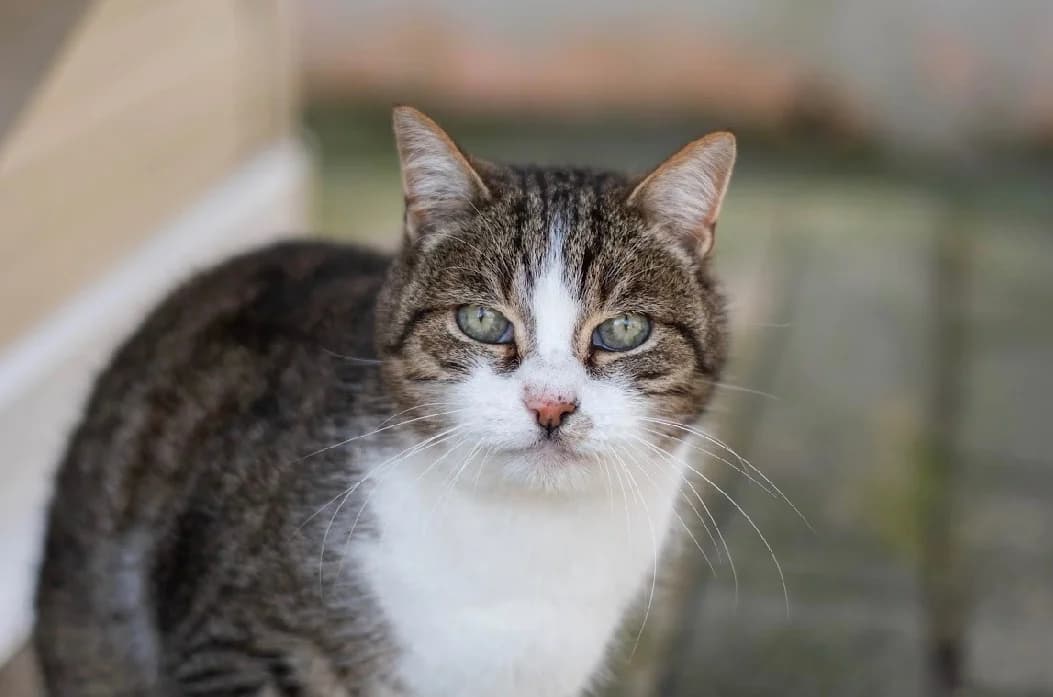 CRACHOU, male senior mixed breed for adoption at SPA Vannes, Vannes