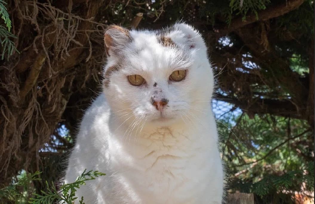 Dolly, male senior mixed breed for adoption at SPA Vannes, Vannes