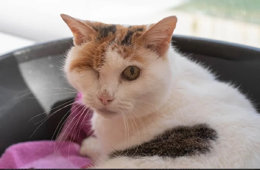 SMACK, white female mixed breed for adoption at SPA France, Paris — photo 3 of 5