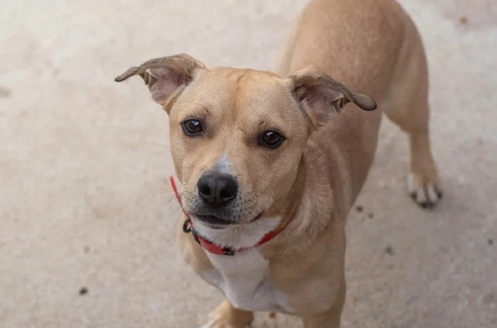 VOYOU, cream male Mixed Breed for adoption at SPA Cabourg, Cabourg