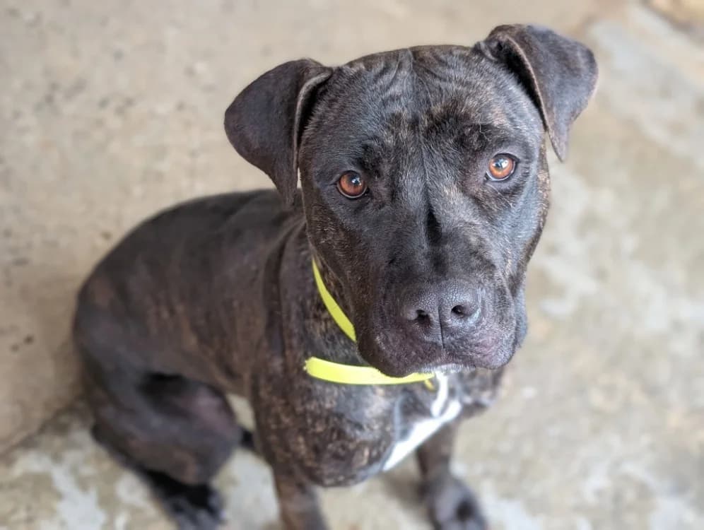 TINA, female young mixed breed for adoption at SPA Vannes, Vannes