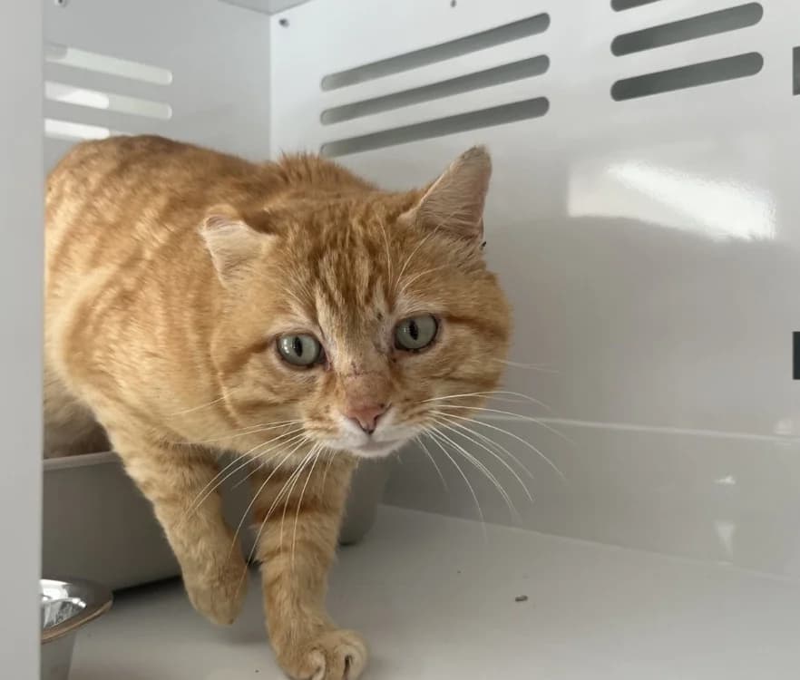 FLAMBY, male mixed breed for adoption at SPA Vannes, Vannes