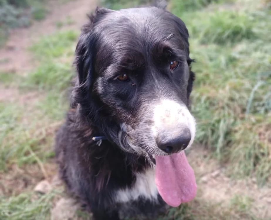 PI, female senior Bernese Mountain Dog for adoption at SPA Vannes, Vannes