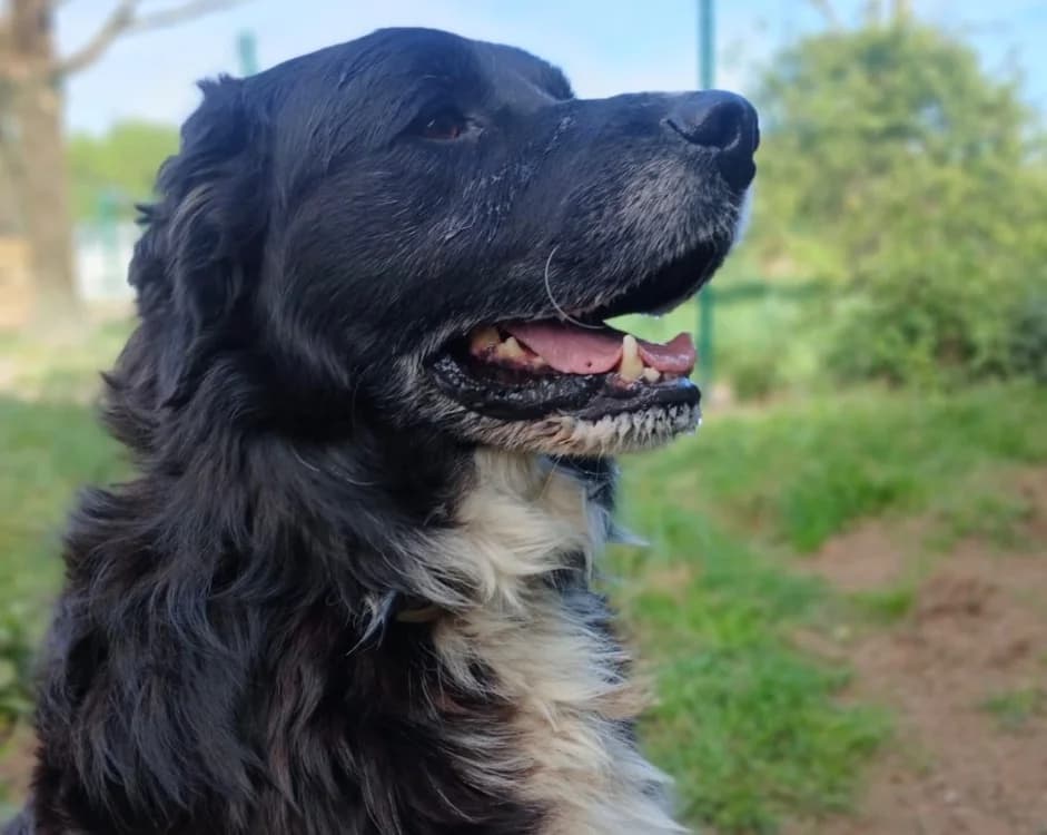 PACH, male Bernese Mountain Dog for adoption at SPA Vannes, Vannes