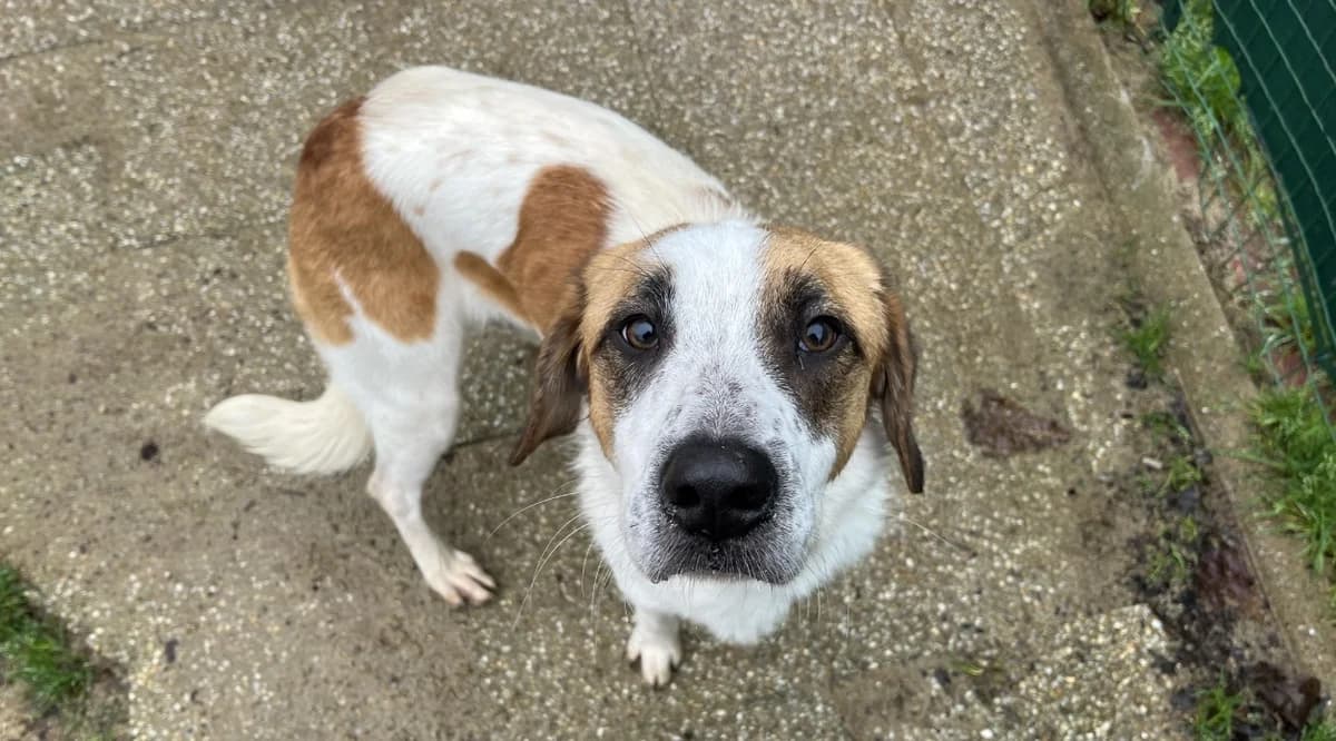 venus, female young Brittany Spaniel for adoption at SPA Vannes, Vannes