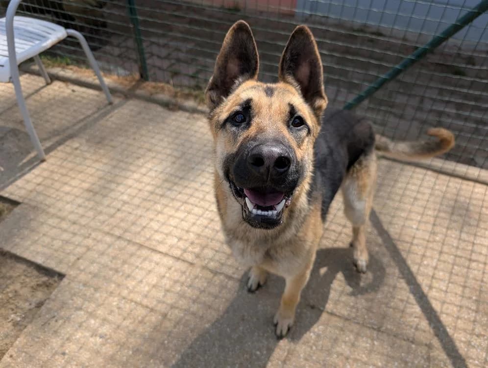 RAINBOW, male 3yo German Shepherd for adoption at SPA Vannes, Vannes