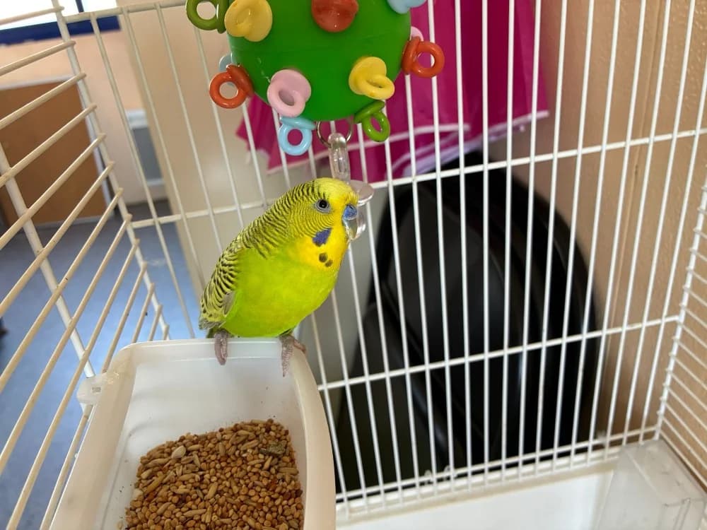 Jacky, male Mixed Breed for adoption at SPA Vannes, Vannes