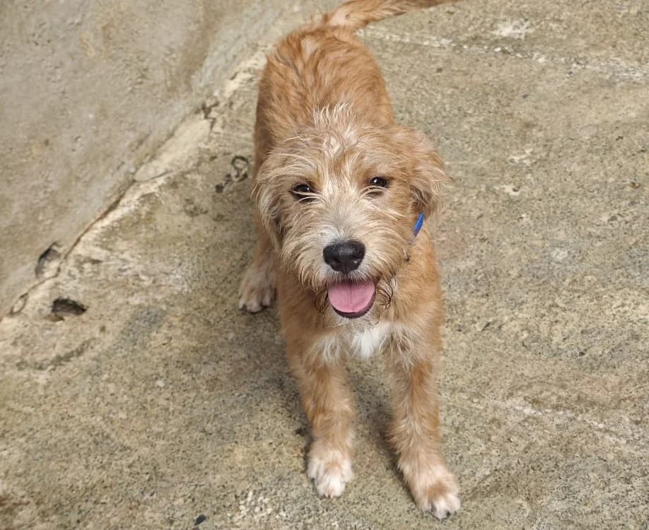 Dior, Mixed Breed (SPA Albi (Le Garric))