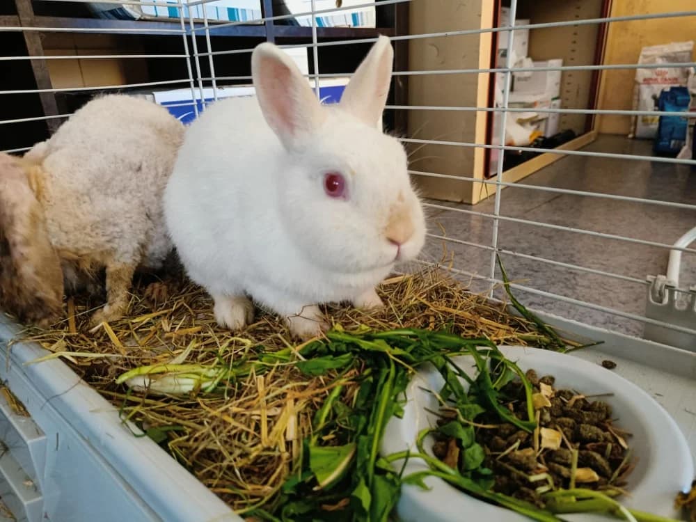 PAQUERETTE, female mixed breed for adoption at SPA Vannes, Vannes